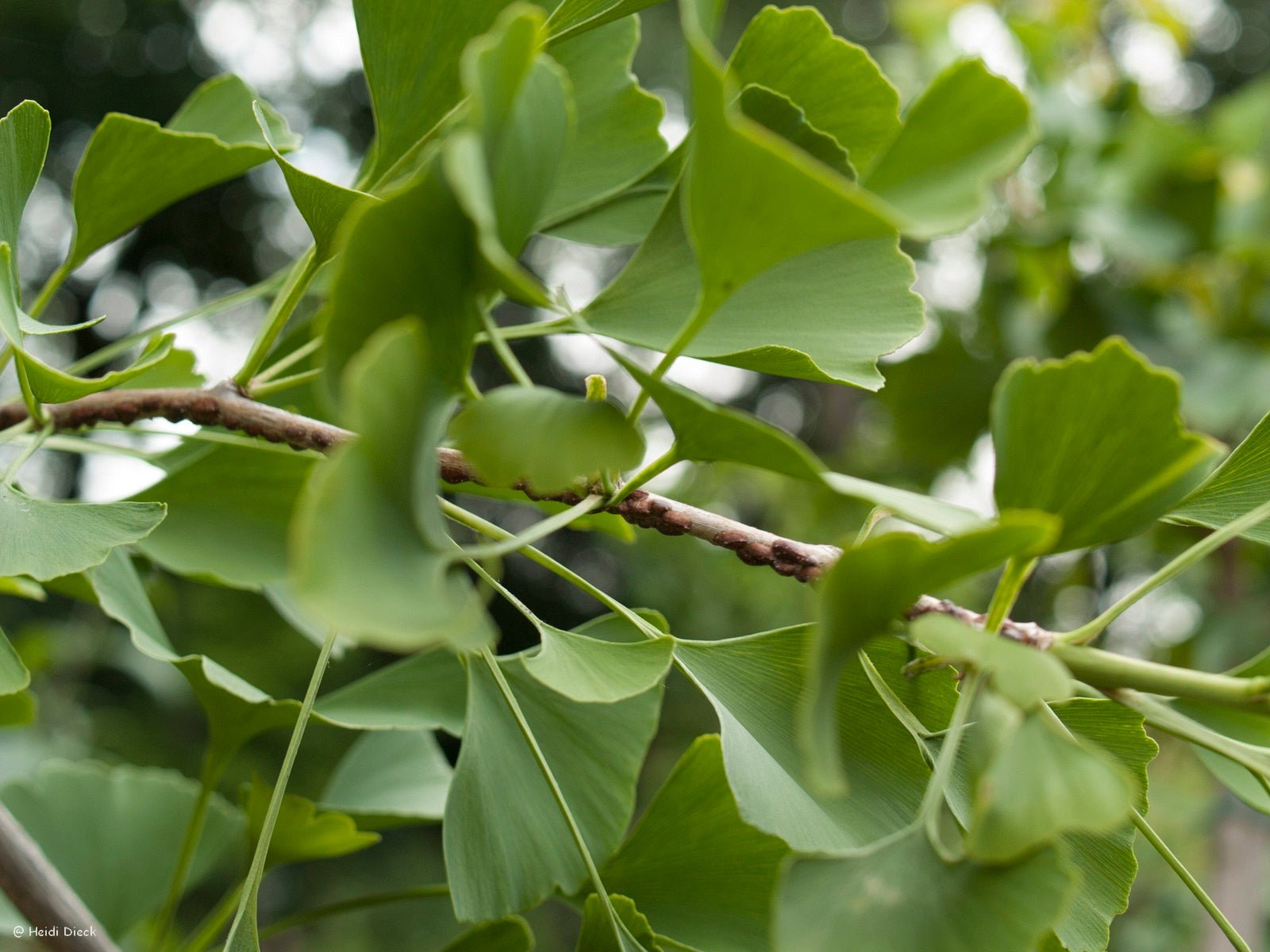 Ginkgo biloba 'Epiphylla' - Herrenkamper Gärten - Pflanzenraritäten