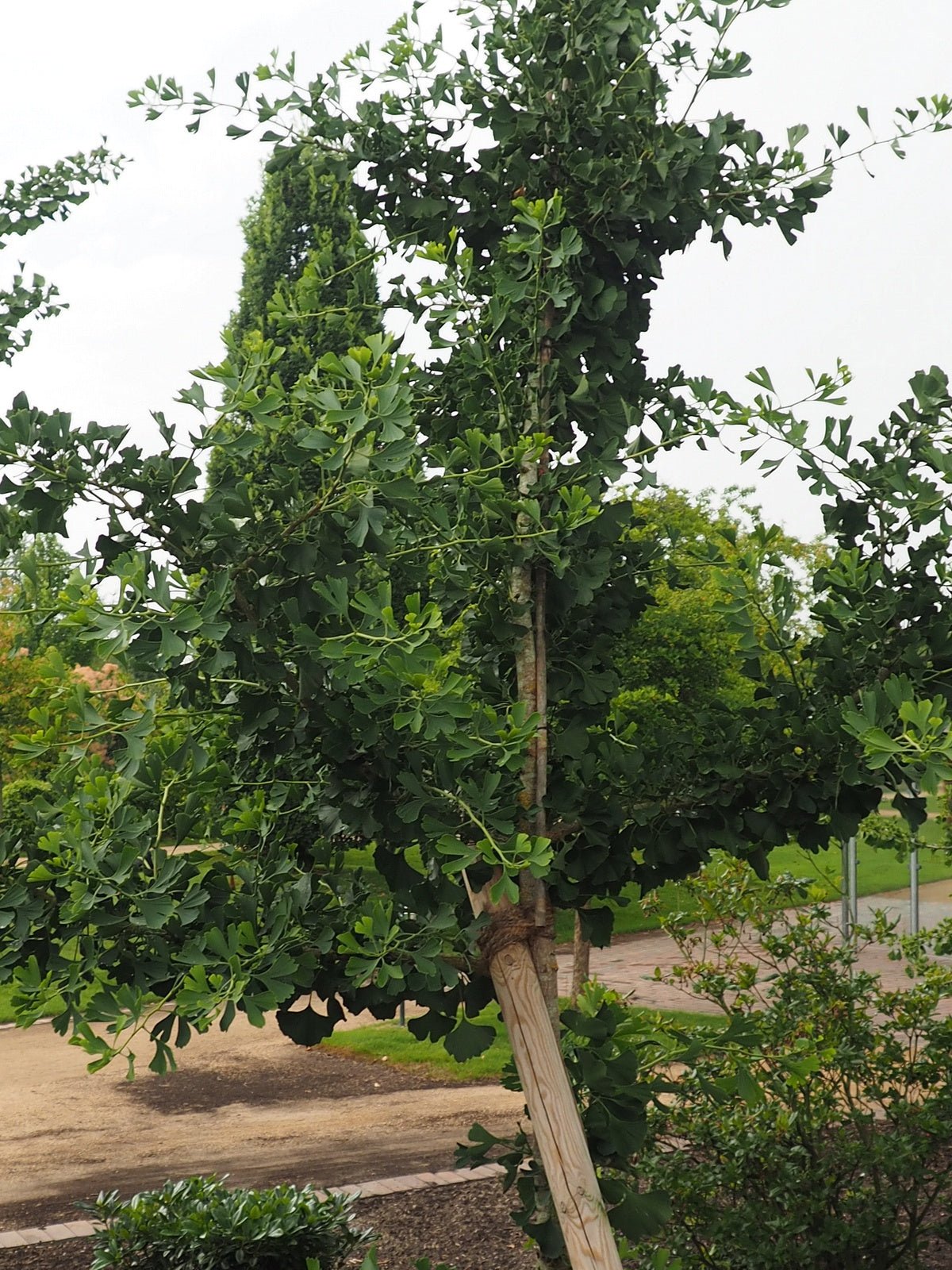 Ginkgo biloba 'Fairmount' - Herrenkamper Gärten - Pflanzenraritäten