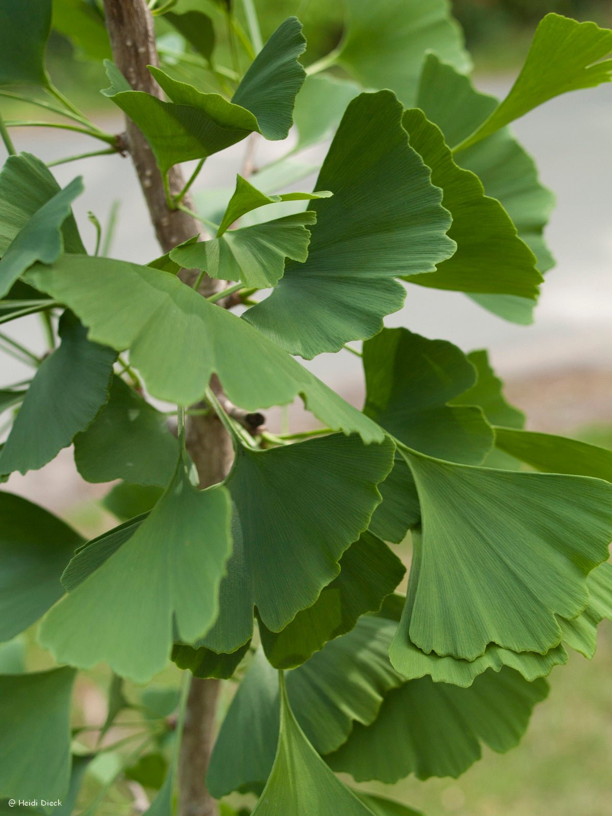 Ginkgo biloba 'Fairmount' - Herrenkamper Gärten - Pflanzenraritäten