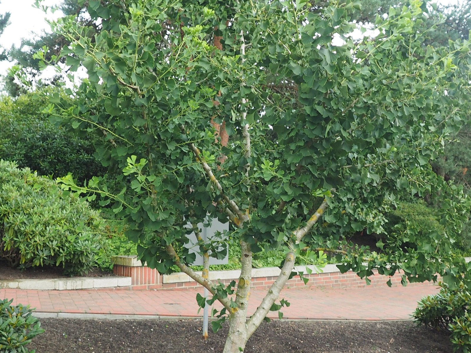 Ginkgo biloba 'Fairmount' - Herrenkamper Gärten - Pflanzenraritäten