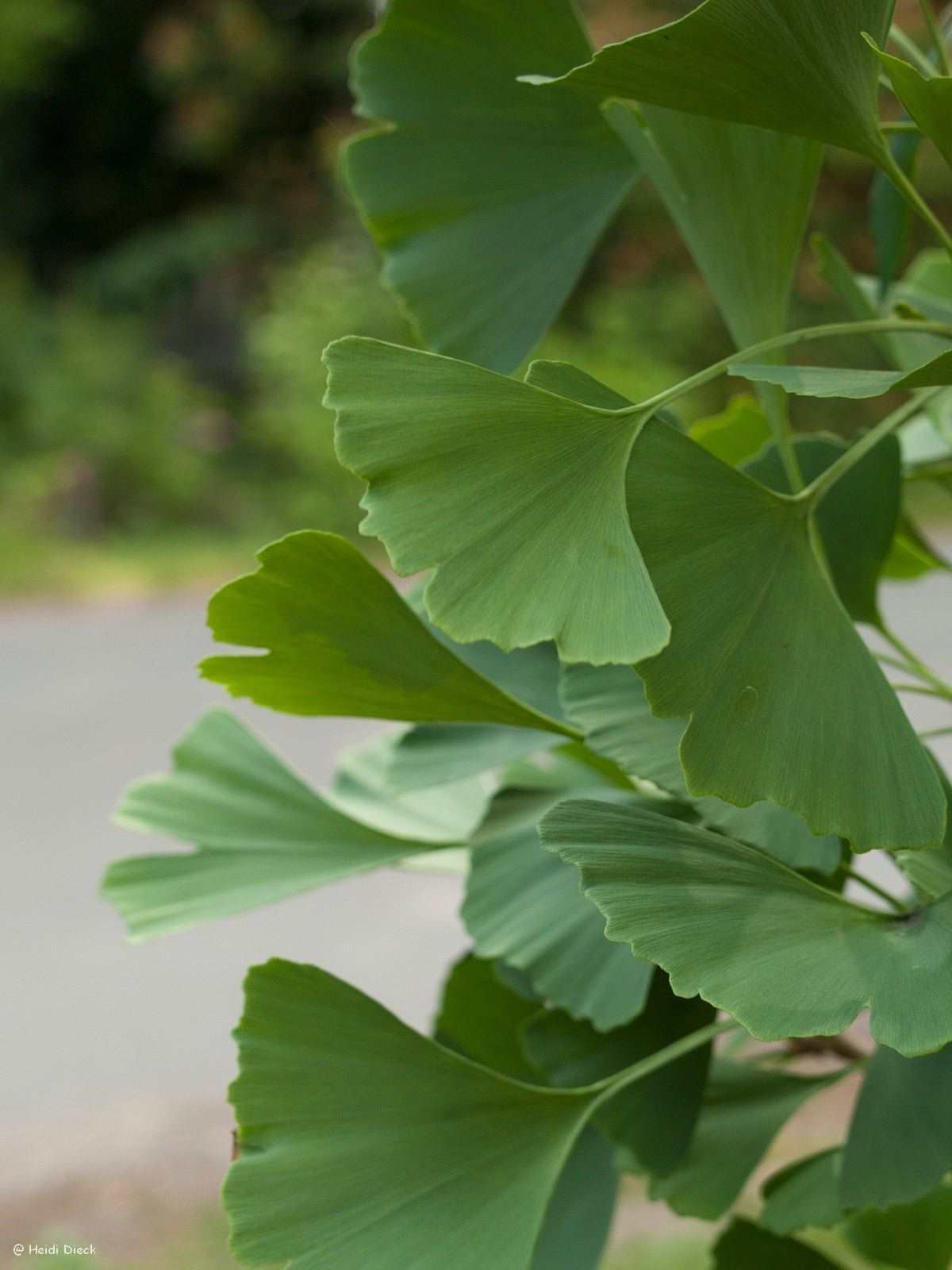 Ginkgo biloba 'Fairmount' - Herrenkamper Gärten - Pflanzenraritäten