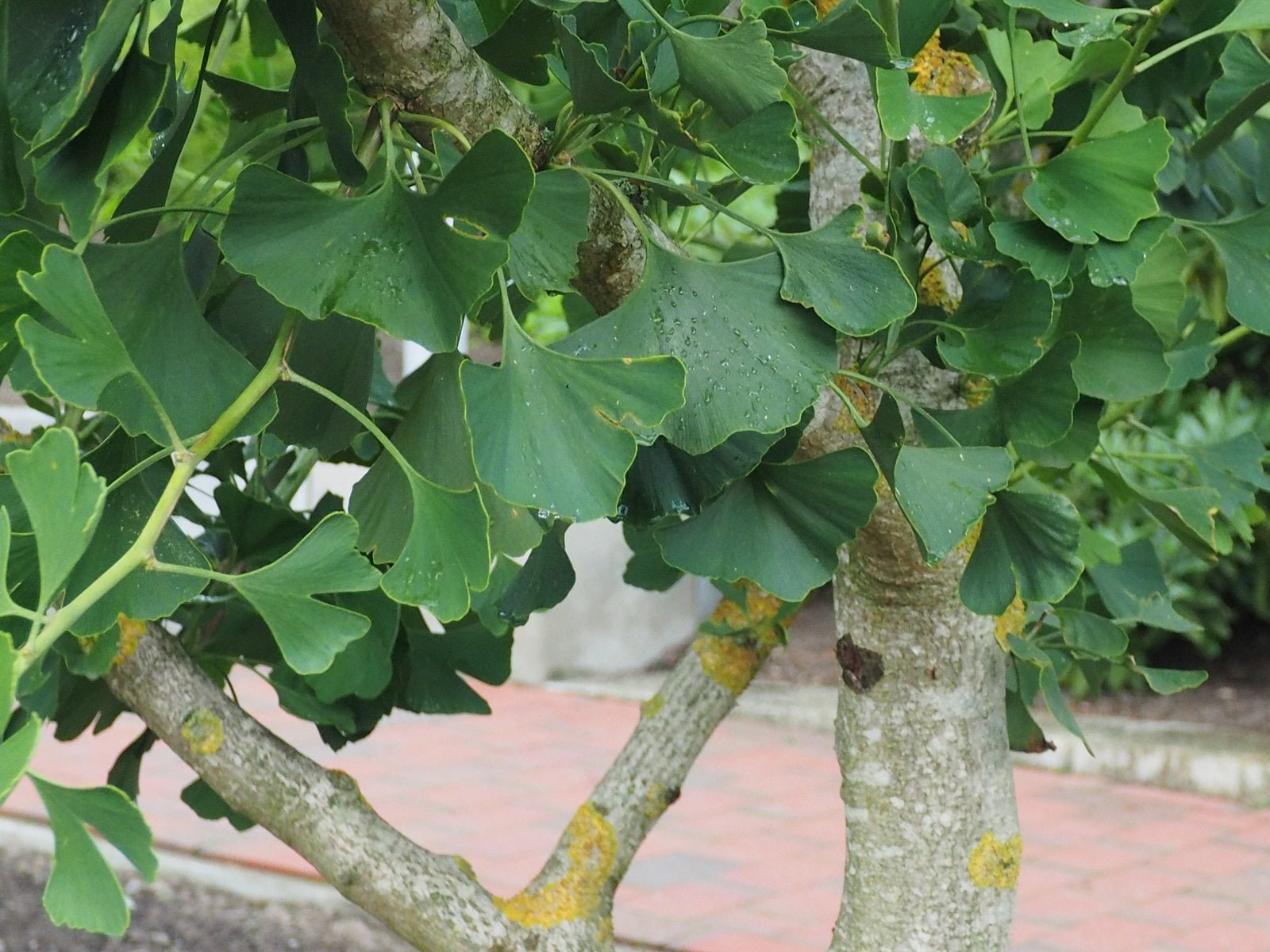 Ginkgo biloba 'Fairmount' - Herrenkamper Gärten - Pflanzenraritäten