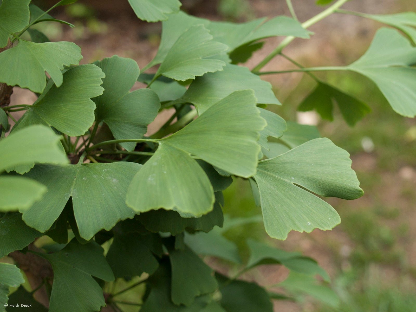 Ginkgo biloba 'Fastigiata' - Herrenkamper Gärten - Pflanzenraritäten