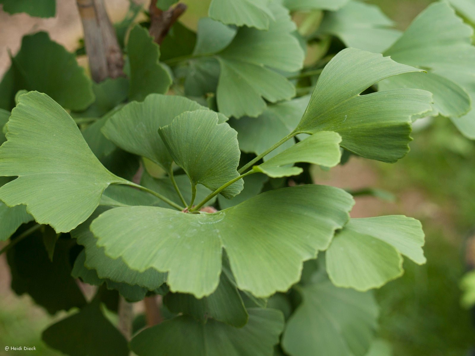 Ginkgo biloba 'Fastigiata' - Herrenkamper Gärten - Pflanzenraritäten