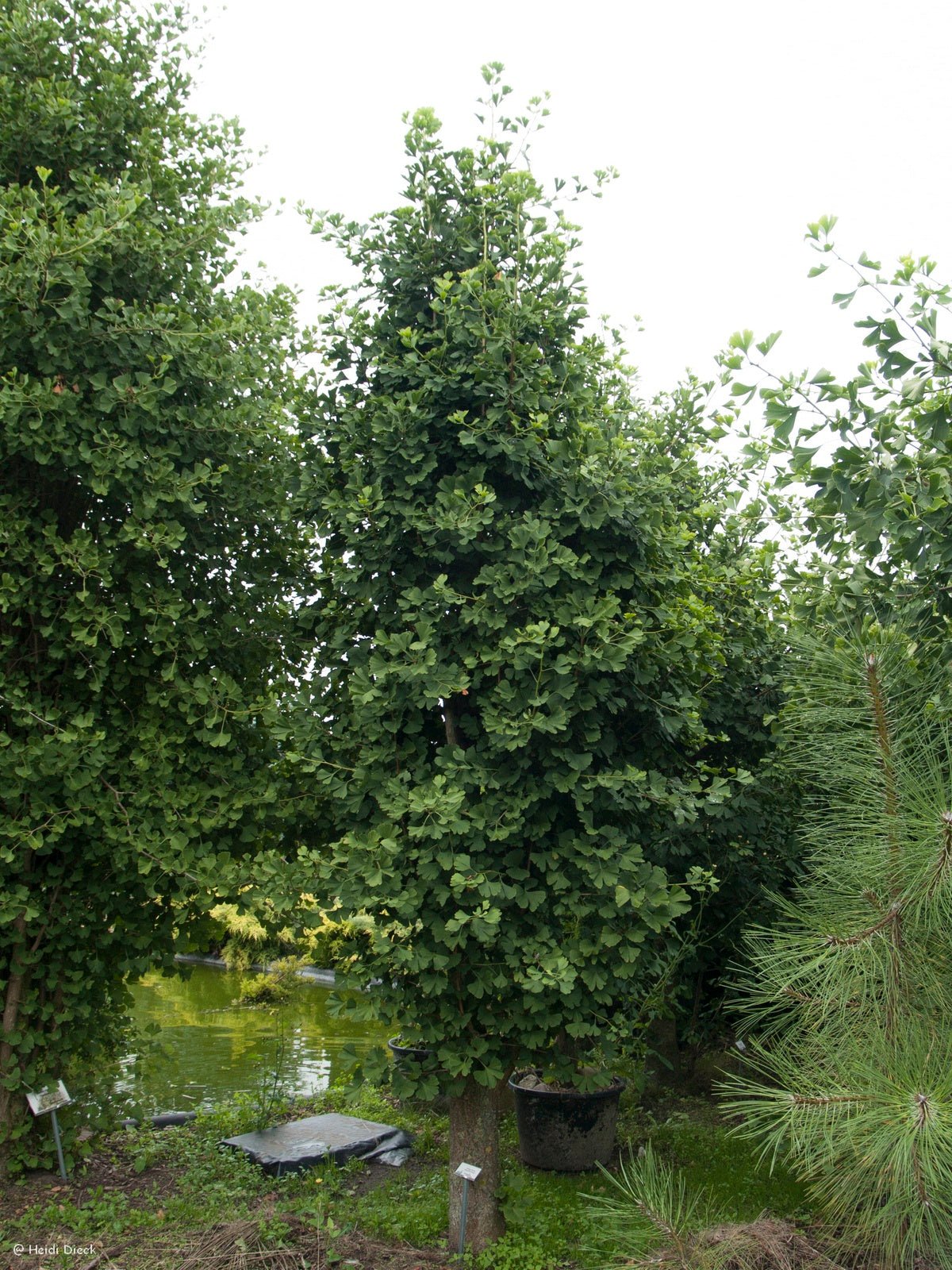 Ginkgo biloba 'Fastigiata' - Herrenkamper Gärten - Pflanzenraritäten