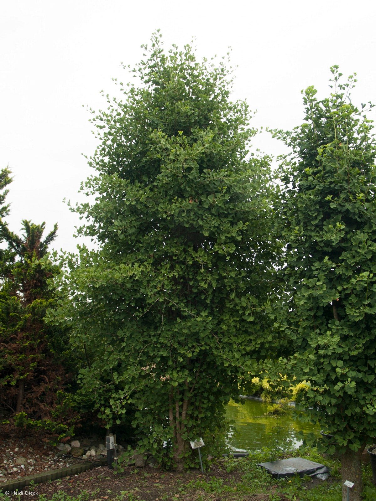 Ginkgo biloba 'Fastigiata' - Herrenkamper Gärten - Pflanzenraritäten