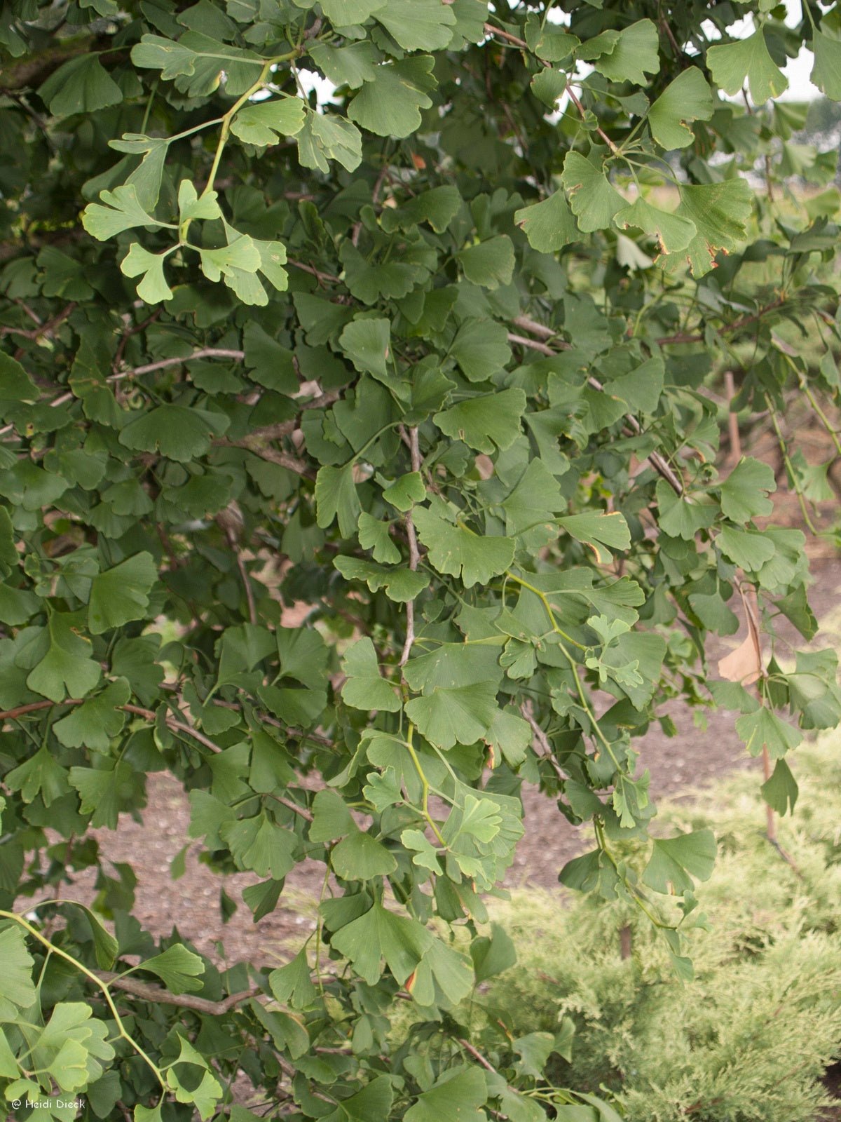 Ginkgo biloba 'Fillips Weeping' - Herrenkamper Gärten - Pflanzenraritäten