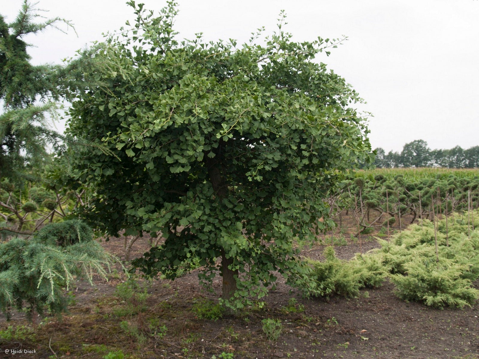 Ginkgo biloba 'Fillips Weeping' - Herrenkamper Gärten - Pflanzenraritäten