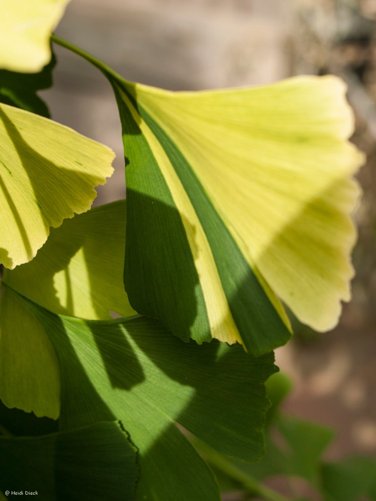 Ginkgo biloba 'Finger Variegated' - Herrenkamper Gärten - Pflanzenraritäten