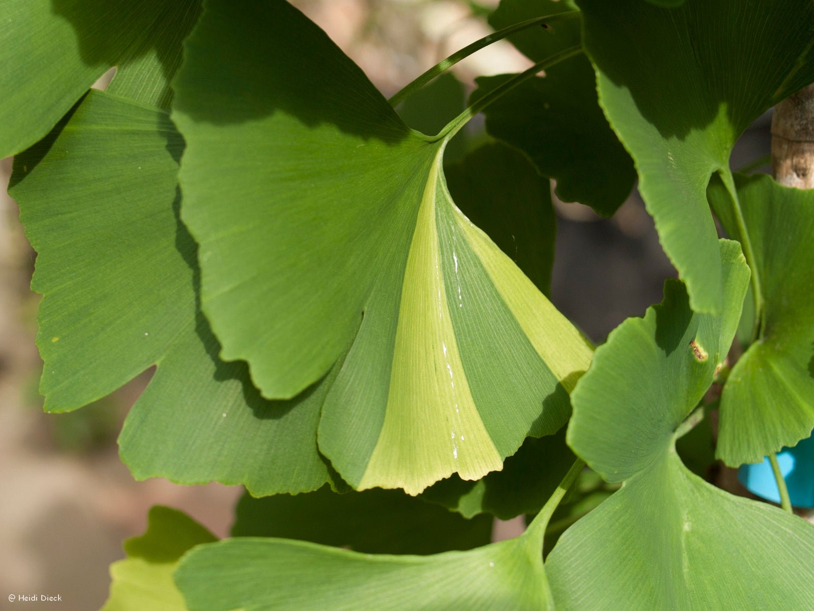 Ginkgo biloba 'Finger Variegated' - Herrenkamper Gärten - Pflanzenraritäten