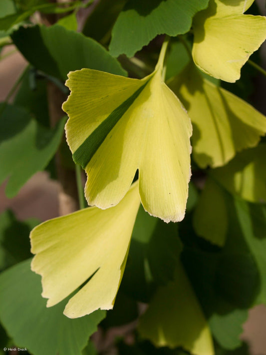 Ginkgo biloba 'Finger Variegated' - Herrenkamper Gärten - Pflanzenraritäten