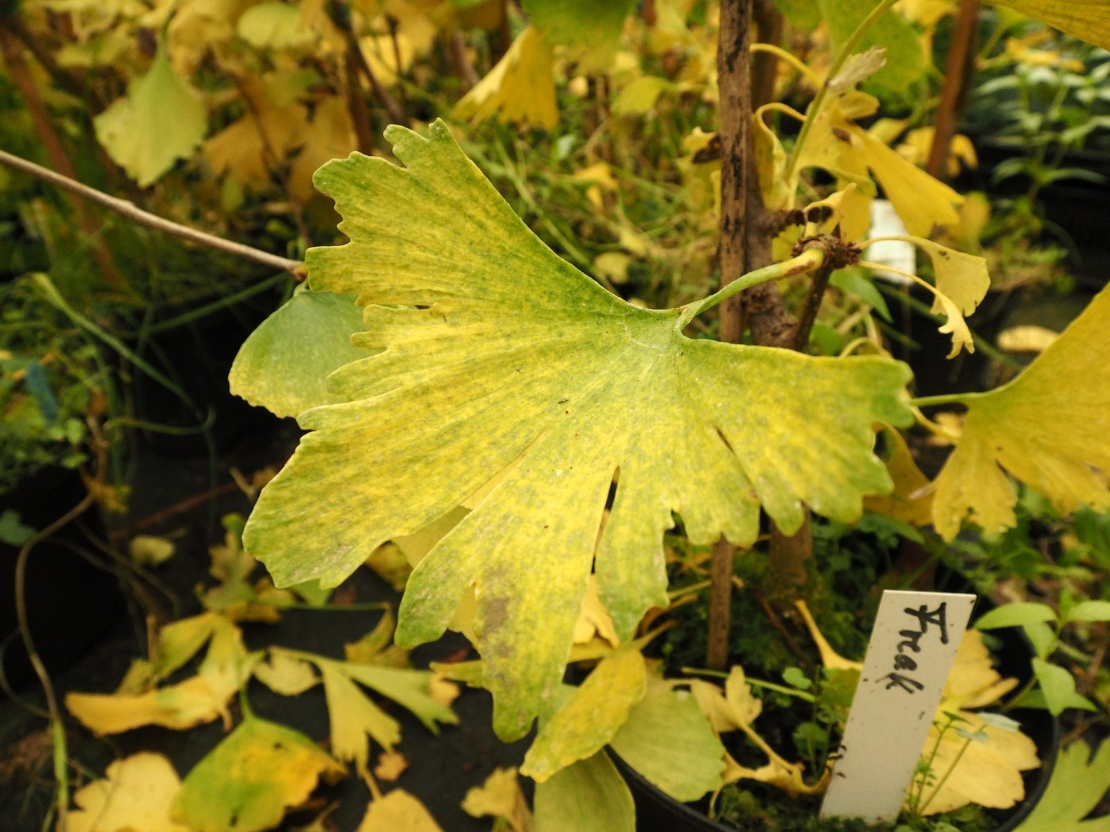 Ginkgo biloba 'Freak' - Herrenkamper Gärten - Pflanzenraritäten