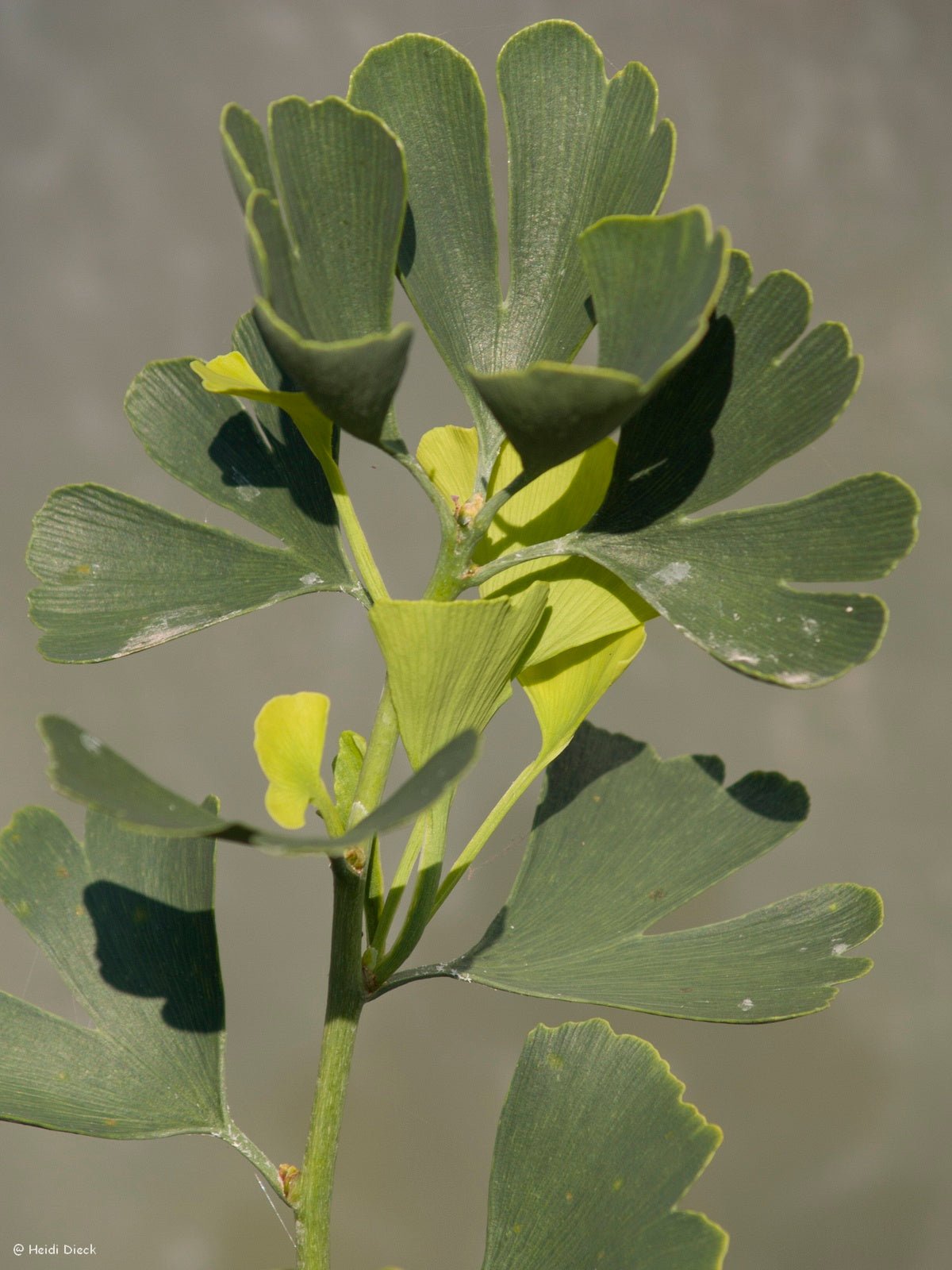 Ginkgo biloba 'Girards Spreader' - Herrenkamper Gärten - Pflanzenraritäten