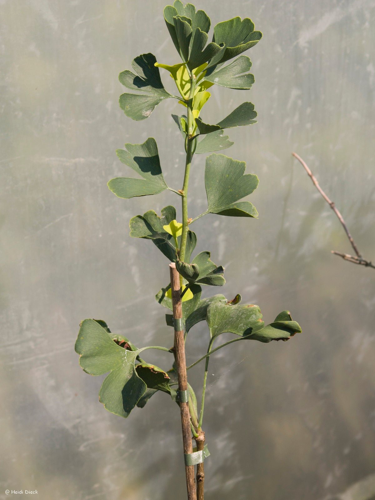 Ginkgo biloba 'Girards Spreader' - Herrenkamper Gärten - Pflanzenraritäten