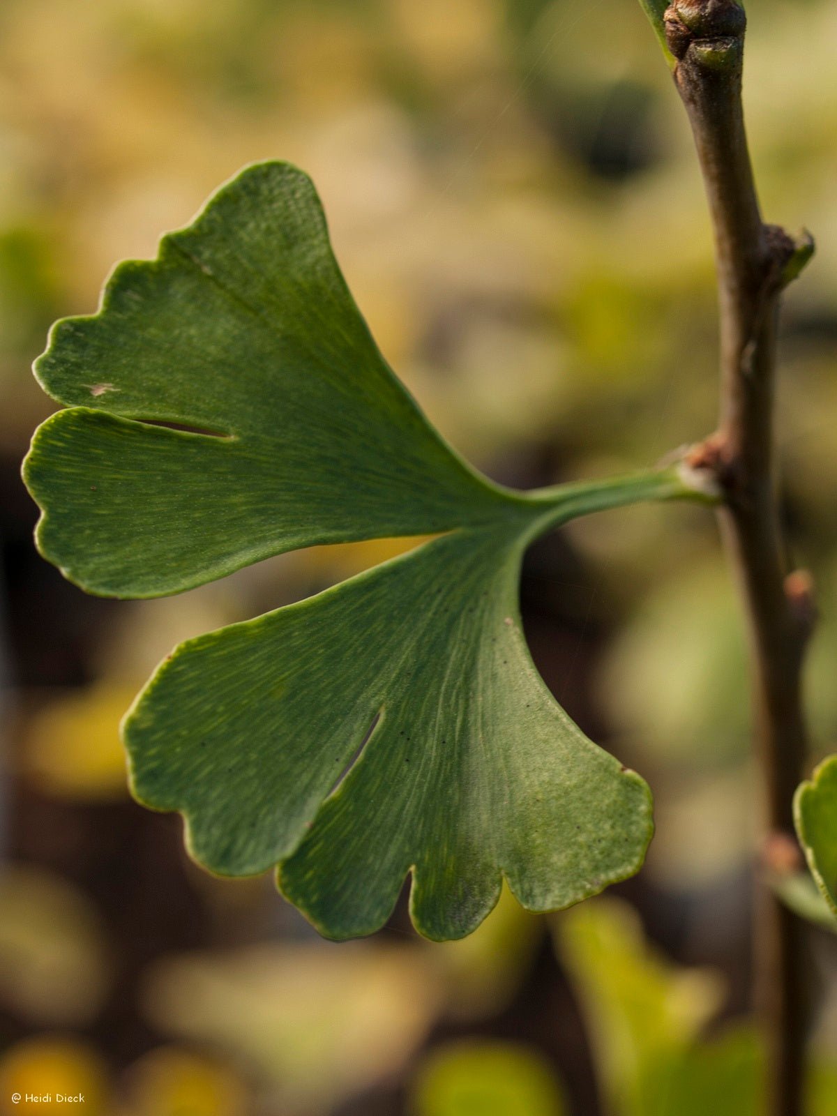 Ginkgo biloba 'Globosa' - Herrenkamper Gärten - Pflanzenraritäten