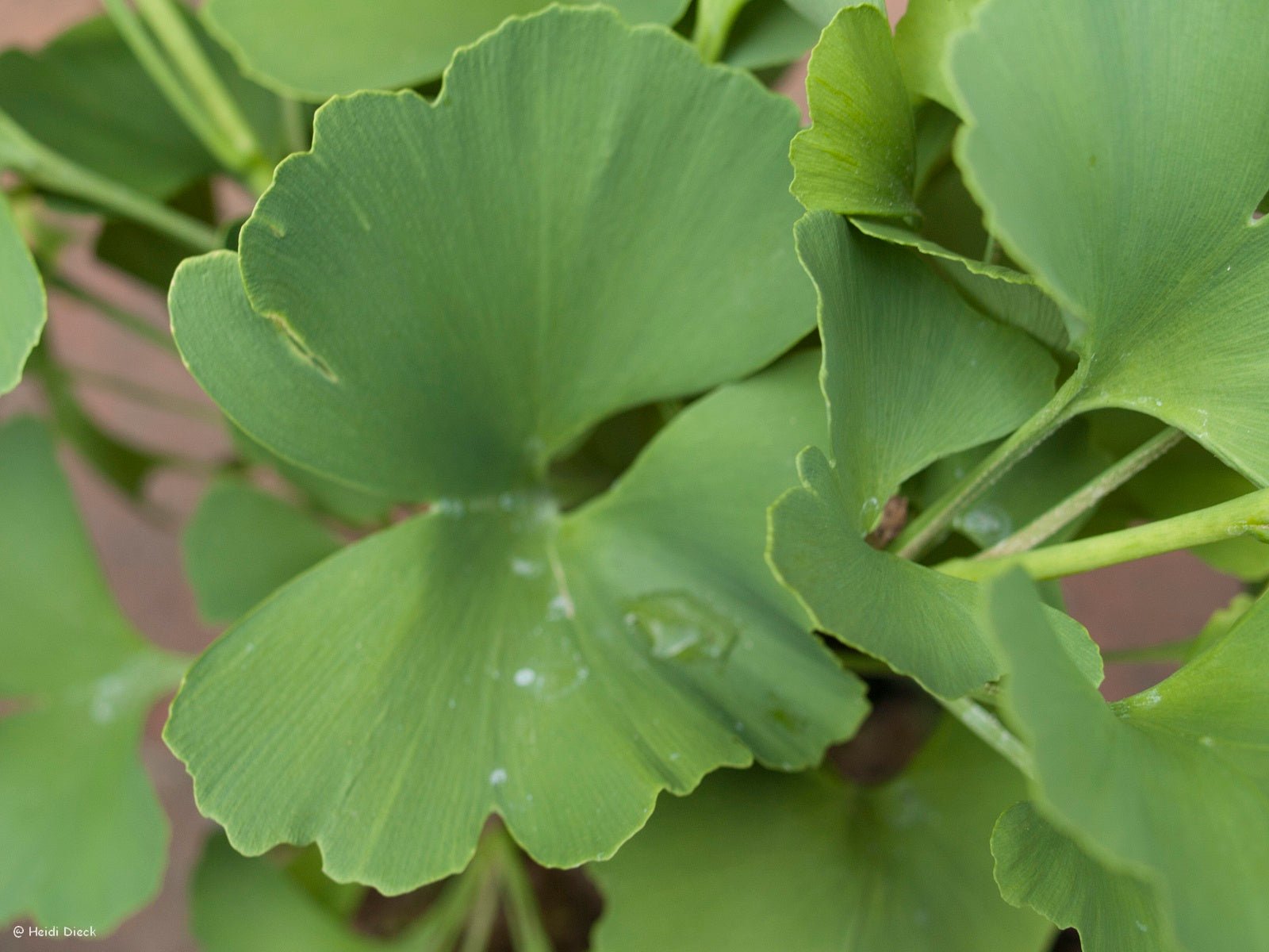 Ginkgo biloba 'Globosa' - Herrenkamper Gärten - Pflanzenraritäten