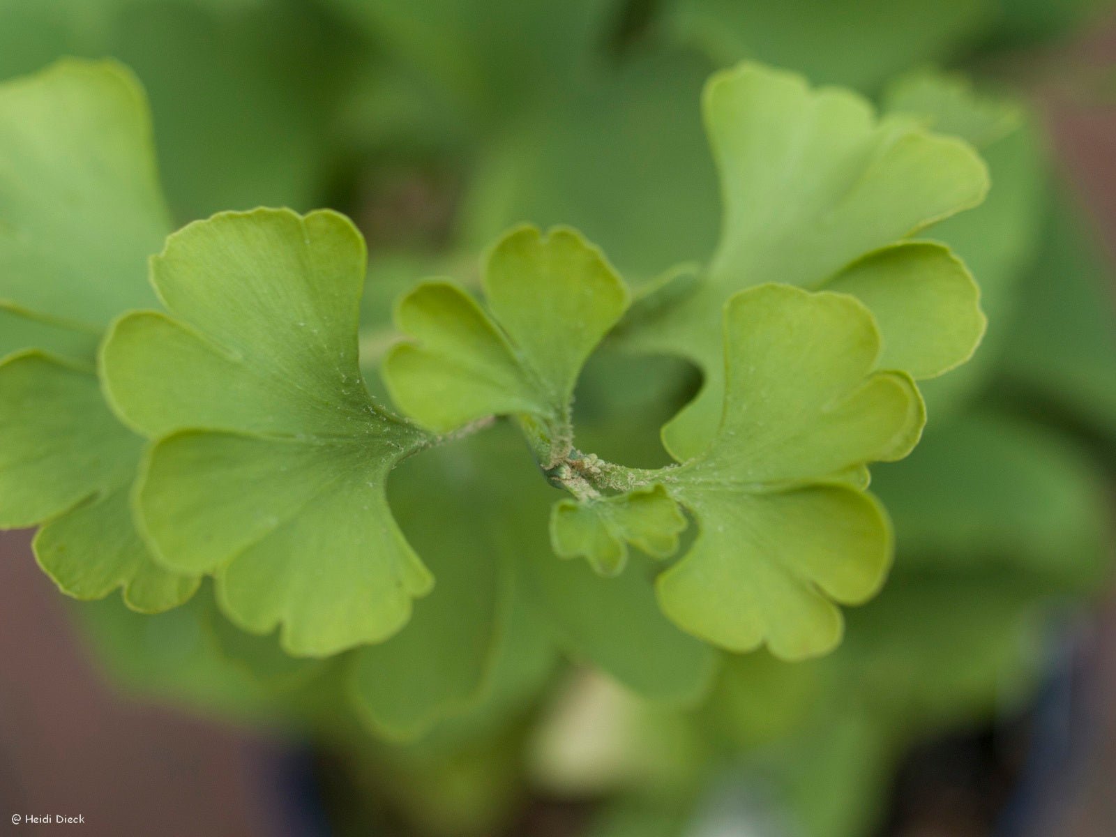 Ginkgo biloba 'Globosa' - Herrenkamper Gärten - Pflanzenraritäten