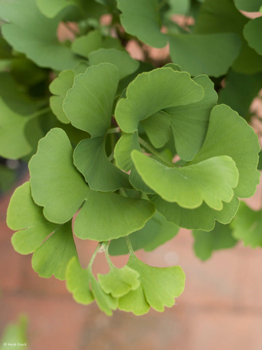 Ginkgo biloba 'Globus' - Herrenkamper Gärten - Pflanzenraritäten