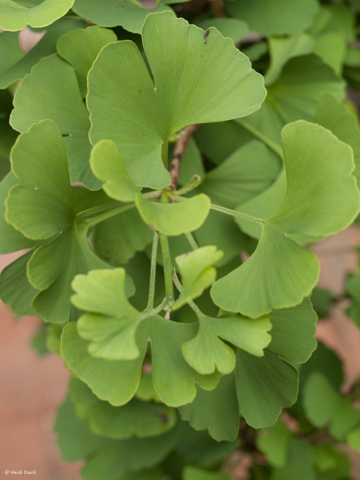 Ginkgo biloba 'Globus' - Herrenkamper Gärten - Pflanzenraritäten