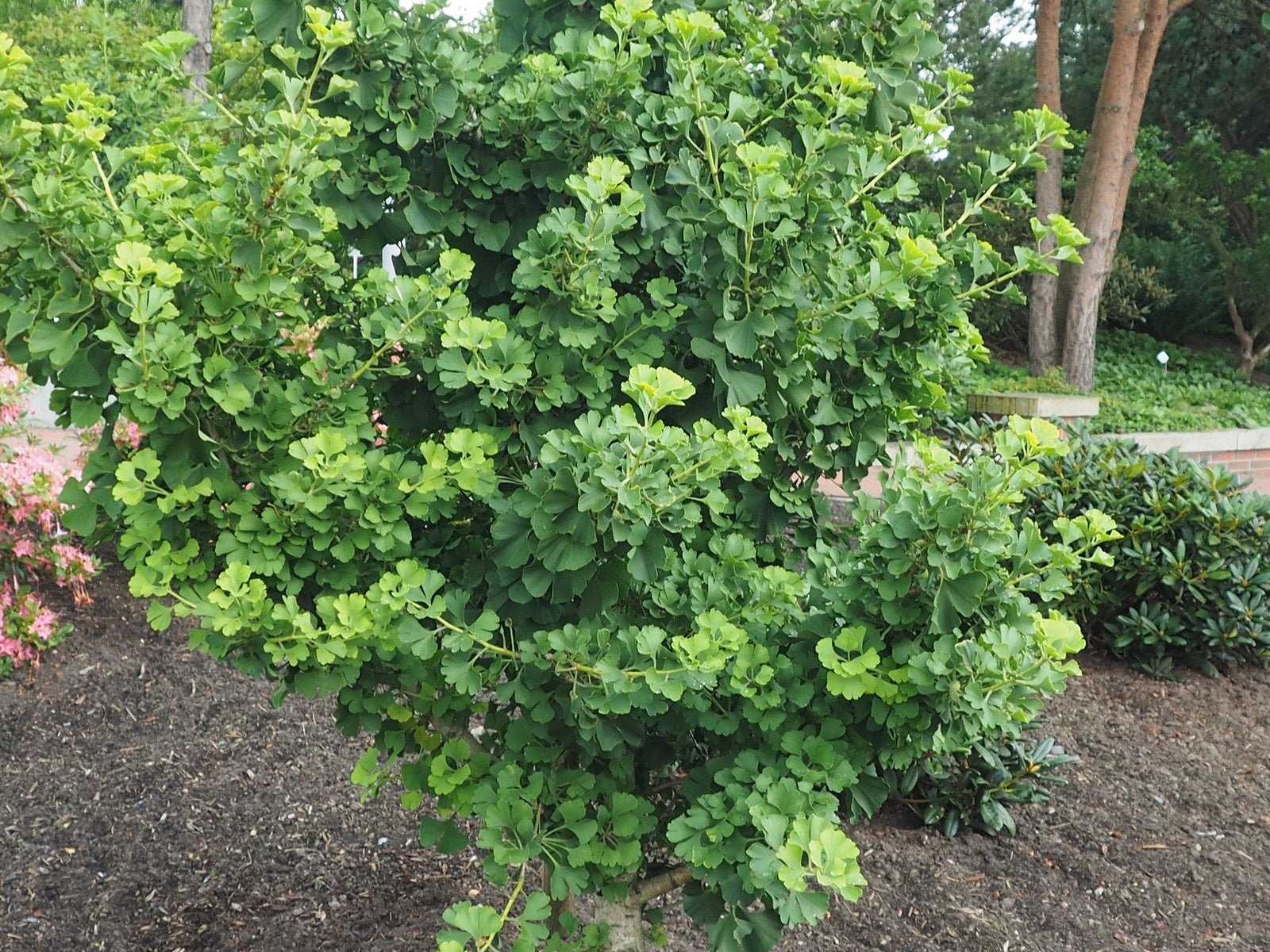 Ginkgo biloba 'Globus' - Herrenkamper Gärten - Pflanzenraritäten