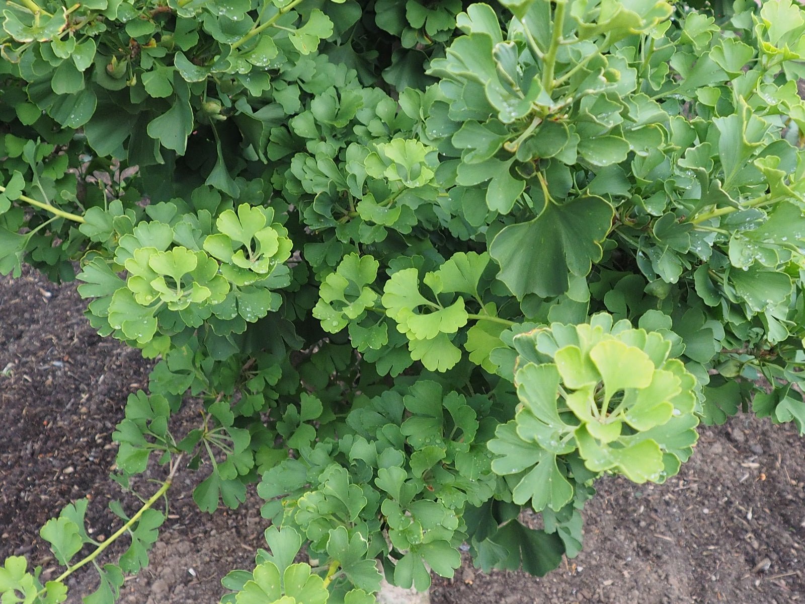Ginkgo biloba 'Globus' - Herrenkamper Gärten - Pflanzenraritäten