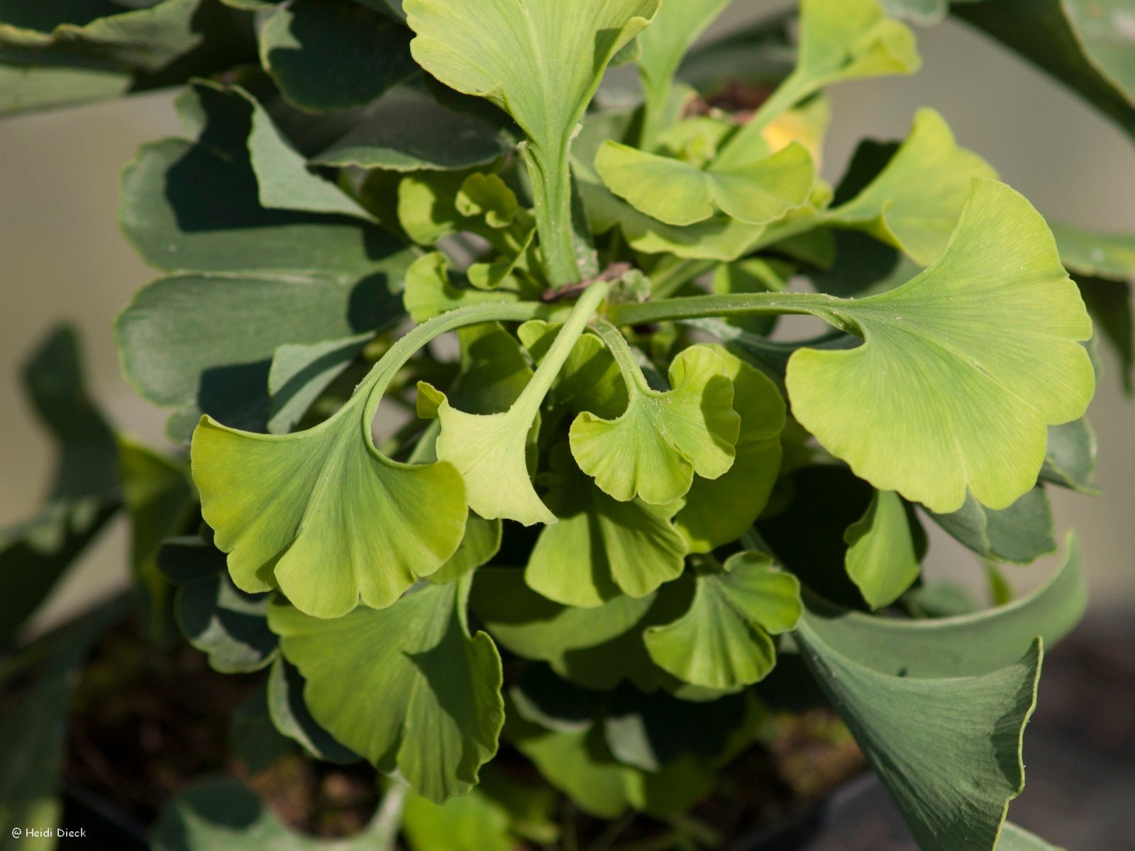 Ginkgo biloba 'Gnome' - Herrenkamper Gärten - Pflanzenraritäten