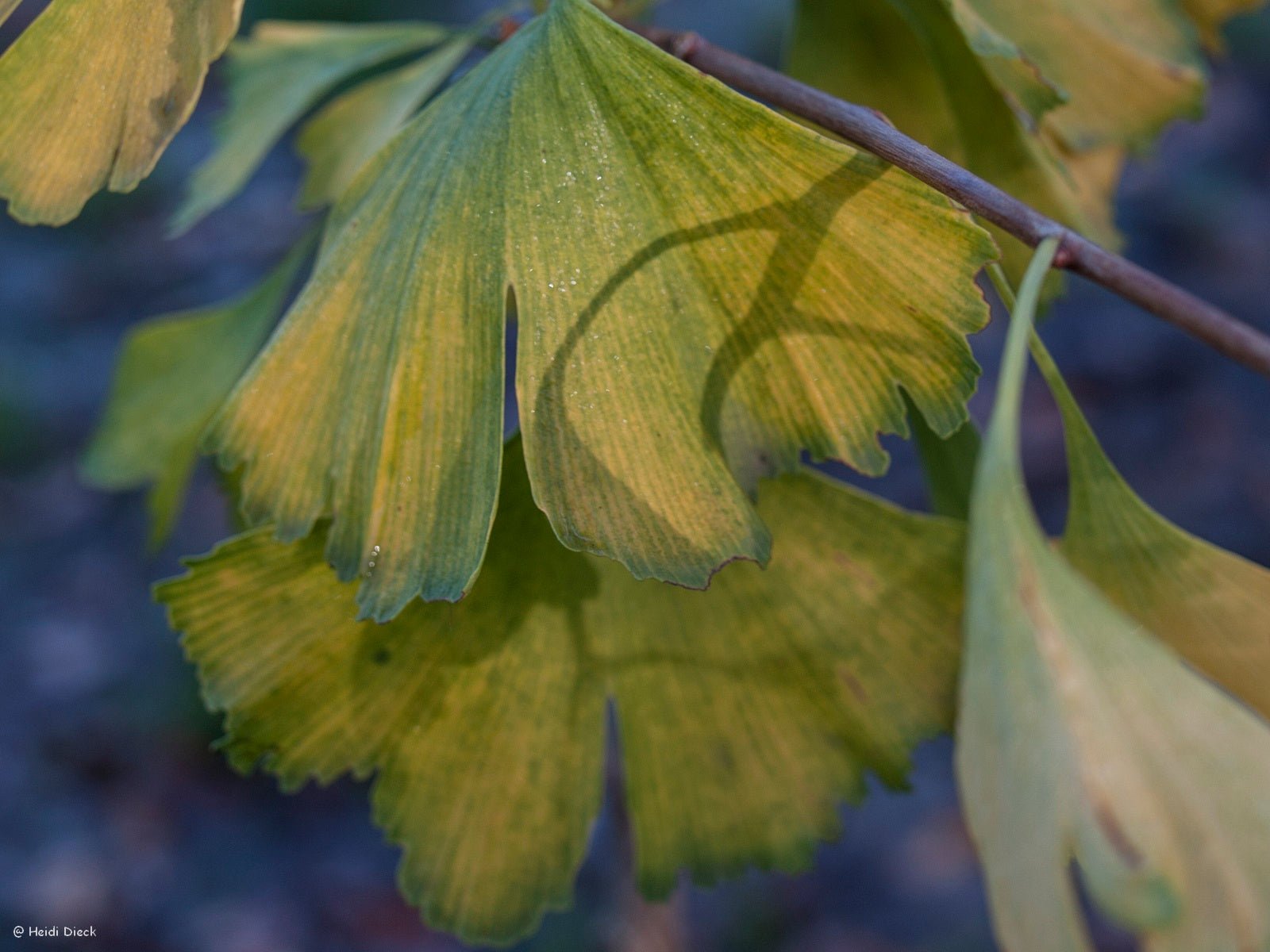 Ginkgo biloba 'Golden Globe' - Herrenkamper Gärten - Pflanzenraritäten