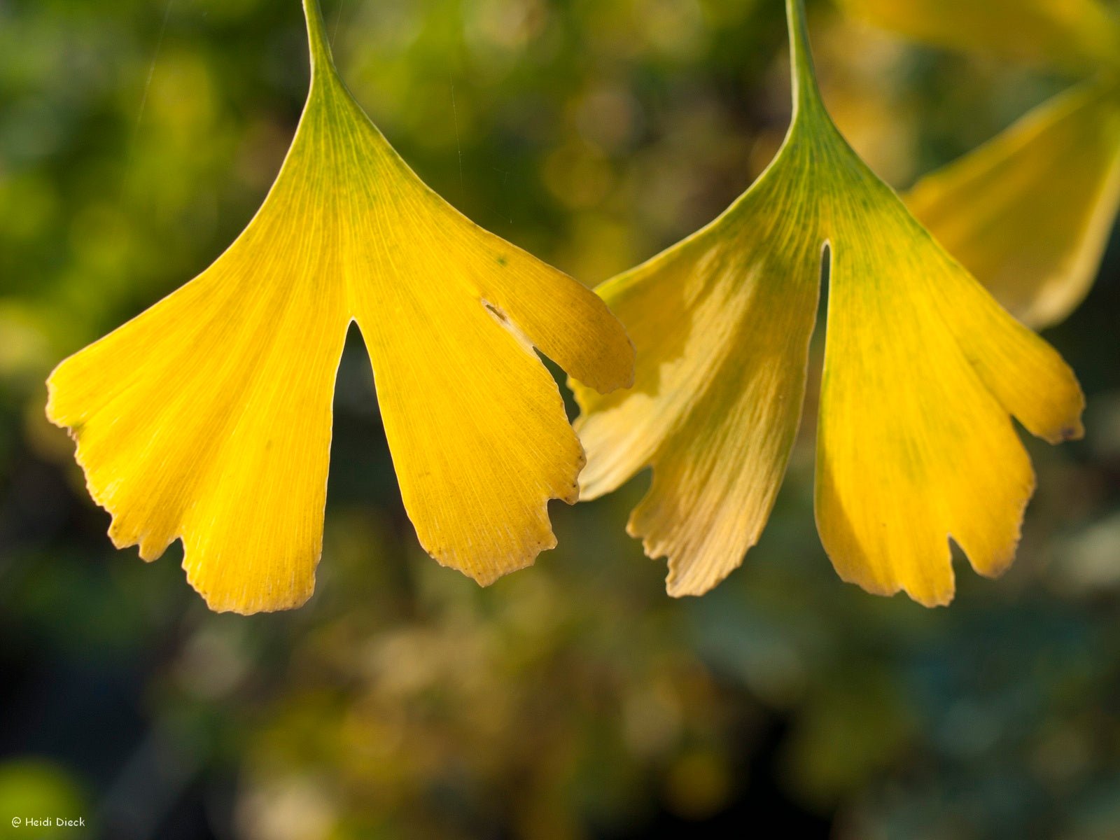 Ginkgo biloba 'Golden Globe' - Herrenkamper Gärten - Pflanzenraritäten