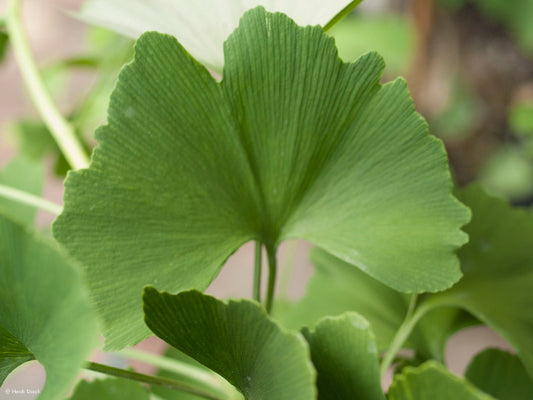 Ginkgo biloba 'Golden Globe' - Herrenkamper Gärten - Pflanzenraritäten