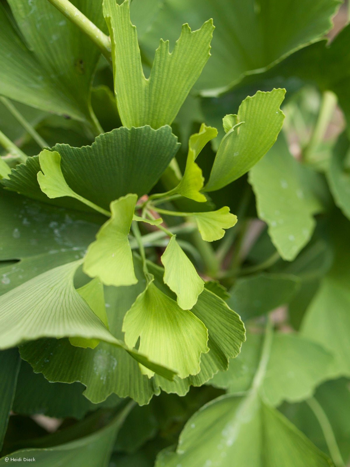 Ginkgo biloba 'Golden Globe' - Herrenkamper Gärten - Pflanzenraritäten