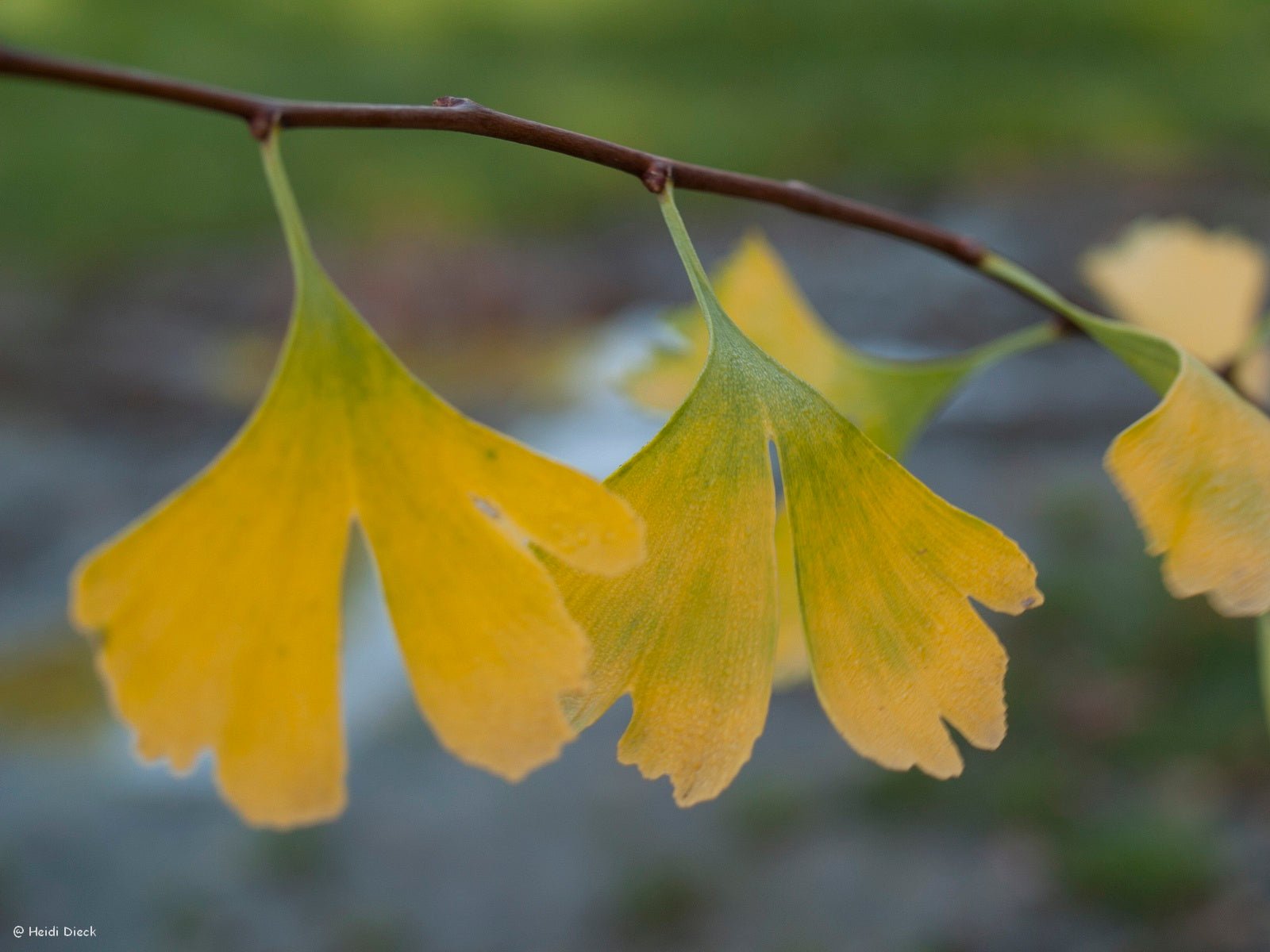 Ginkgo biloba 'Golden Globe' - Herrenkamper Gärten - Pflanzenraritäten