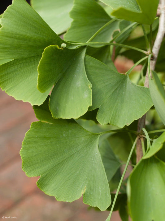 Ginkgo biloba 'Heksembezen Leiden' - Herrenkamper Gärten - Pflanzenraritäten