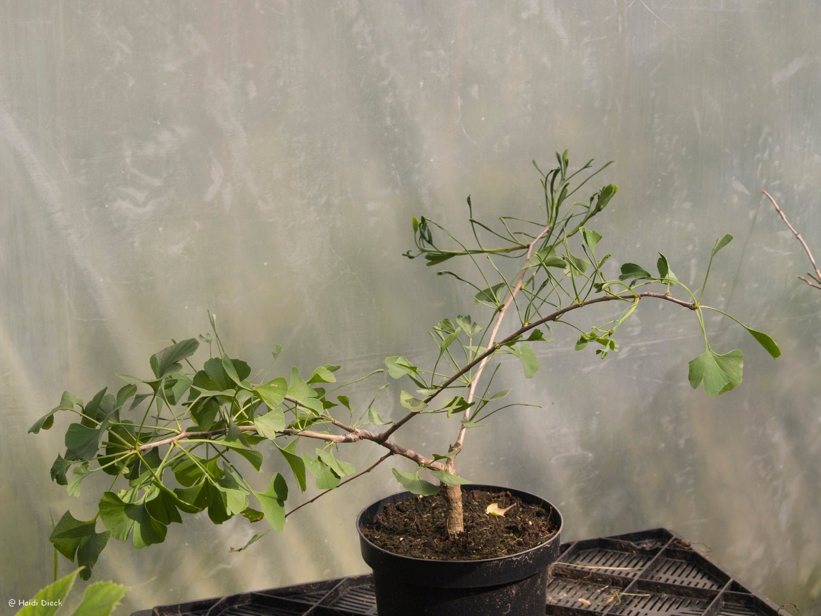 Ginkgo biloba 'Heterophylla' - Herrenkamper Gärten - Pflanzenraritäten