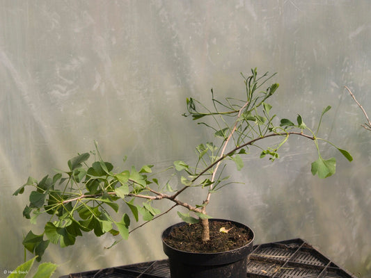 Ginkgo biloba 'Heterophylla' - Herrenkamper Gärten - Pflanzenraritäten