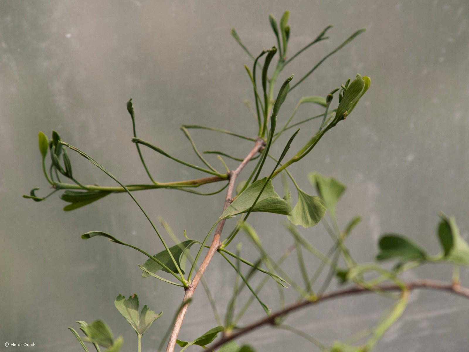 Ginkgo biloba 'Heterophylla' - Herrenkamper Gärten - Pflanzenraritäten