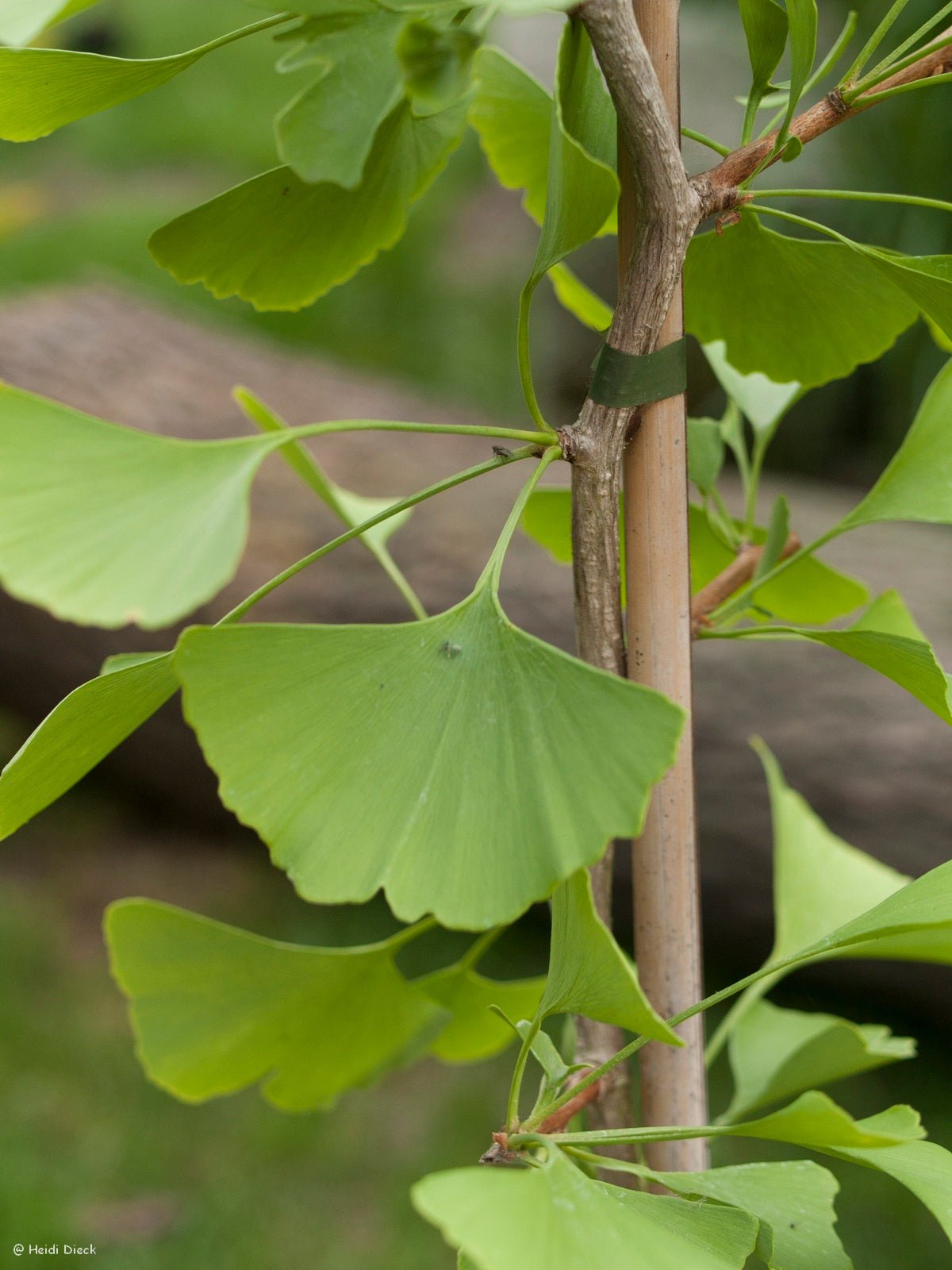 Ginkgo biloba 'Horizontalis' - Herrenkamper Gärten - Pflanzenraritäten