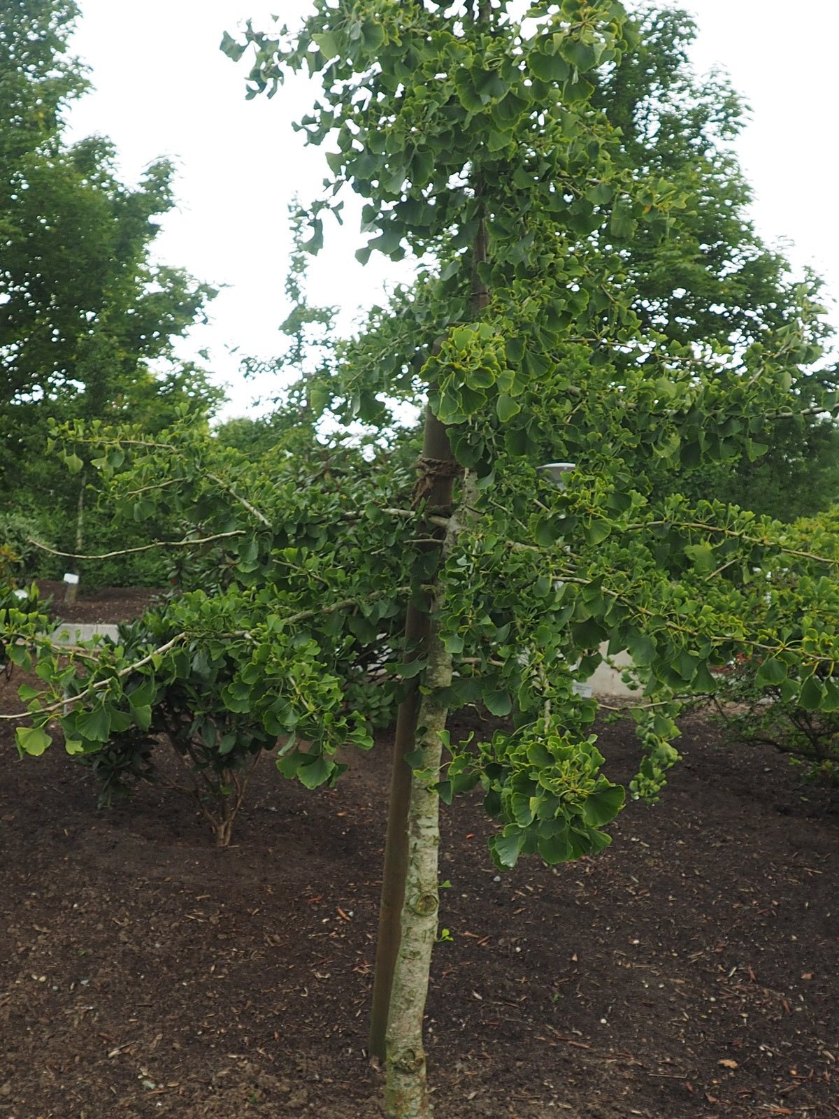 Ginkgo biloba 'Horizontalis' - Herrenkamper Gärten - Pflanzenraritäten