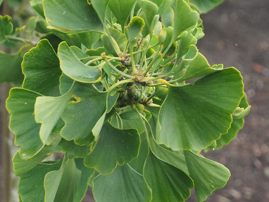 Ginkgo biloba 'Horizontalis' - Herrenkamper Gärten - Pflanzenraritäten