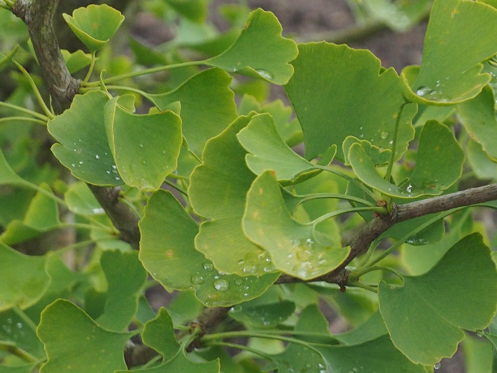 Ginkgo biloba 'Horizontalis' - Herrenkamper Gärten - Pflanzenraritäten