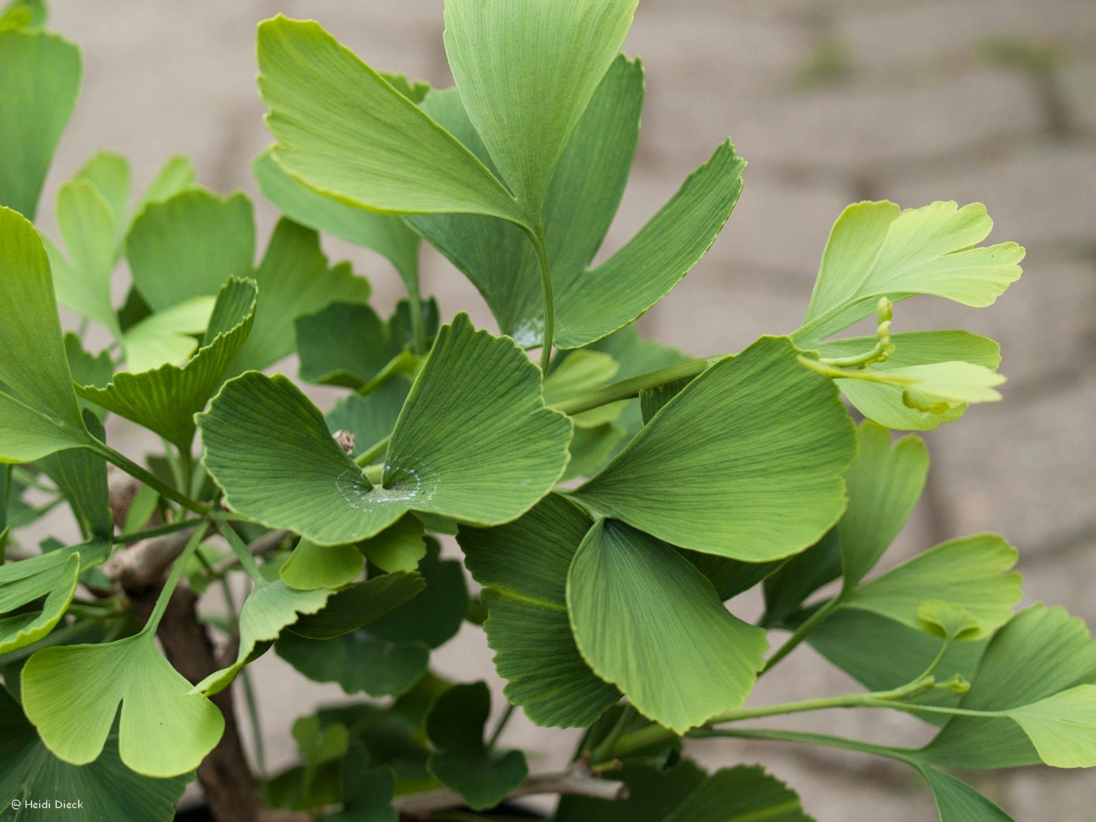 Ginkgo biloba 'Jade Butterflies' - Herrenkamper Gärten - Pflanzenraritäten