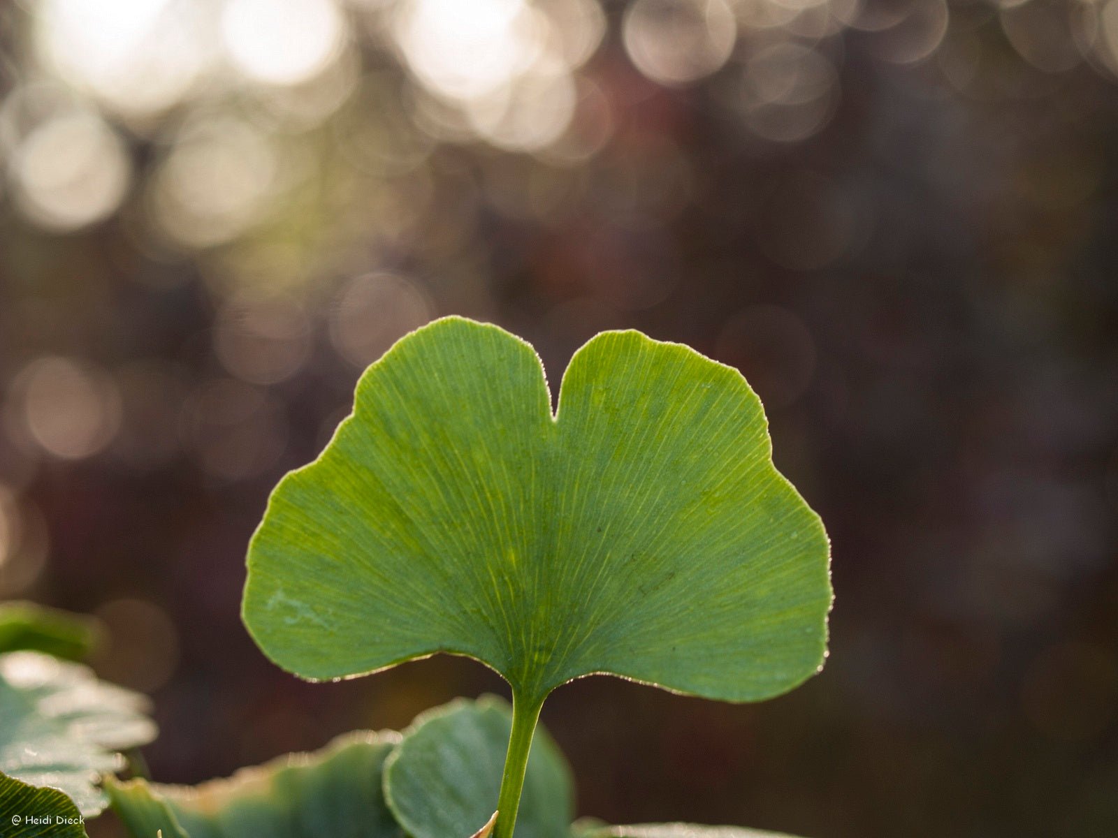Ginkgo biloba 'Jade Butterflies' - Herrenkamper Gärten - Pflanzenraritäten
