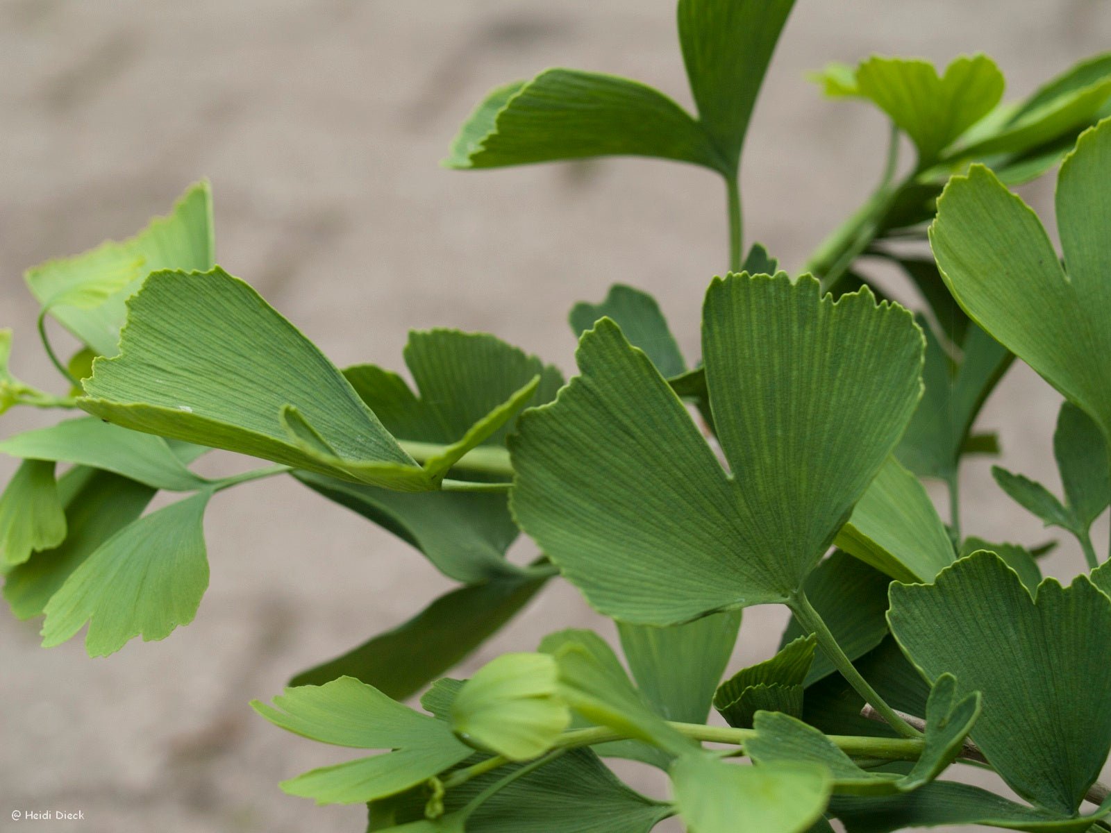Ginkgo biloba 'Jade Butterflies' - Herrenkamper Gärten - Pflanzenraritäten