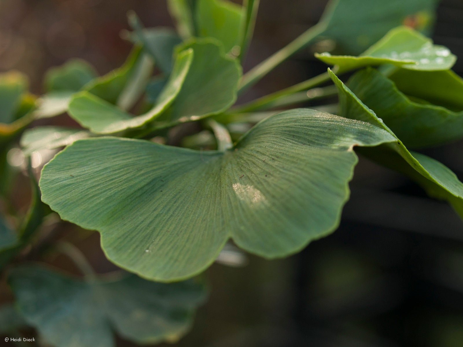 Ginkgo biloba 'Jade Butterflies' - Herrenkamper Gärten - Pflanzenraritäten