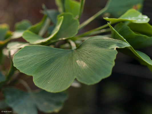Ginkgo biloba 'Jade Butterflies' - Herrenkamper Gärten - Pflanzenraritäten