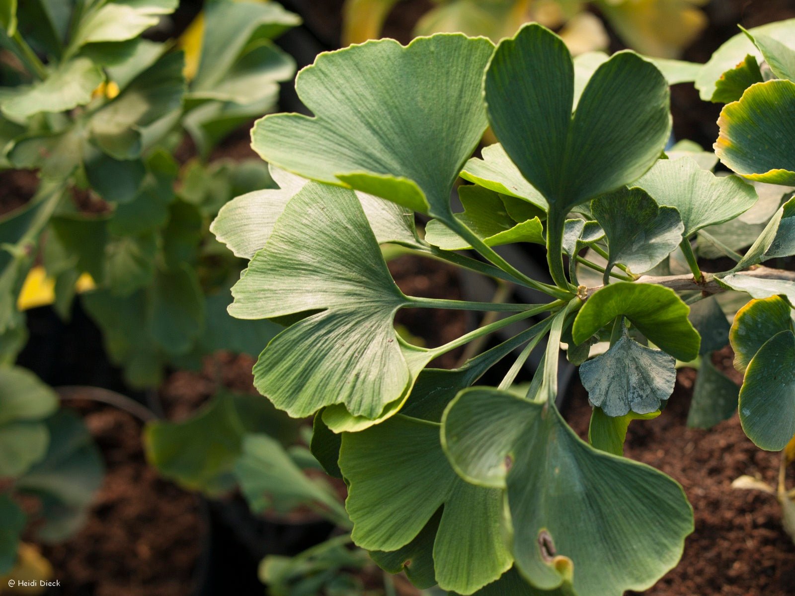 Ginkgo biloba 'Jade Butterflies' - Herrenkamper Gärten - Pflanzenraritäten