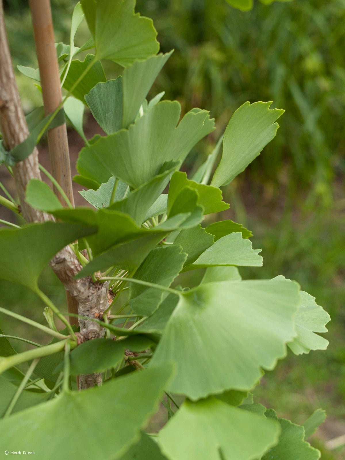 Ginkgo biloba 'King of Dongting' - Herrenkamper Gärten - Pflanzenraritäten