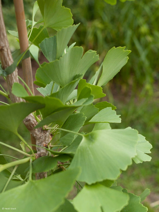 Ginkgo biloba 'King of Dongting' - Herrenkamper Gärten - Pflanzenraritäten