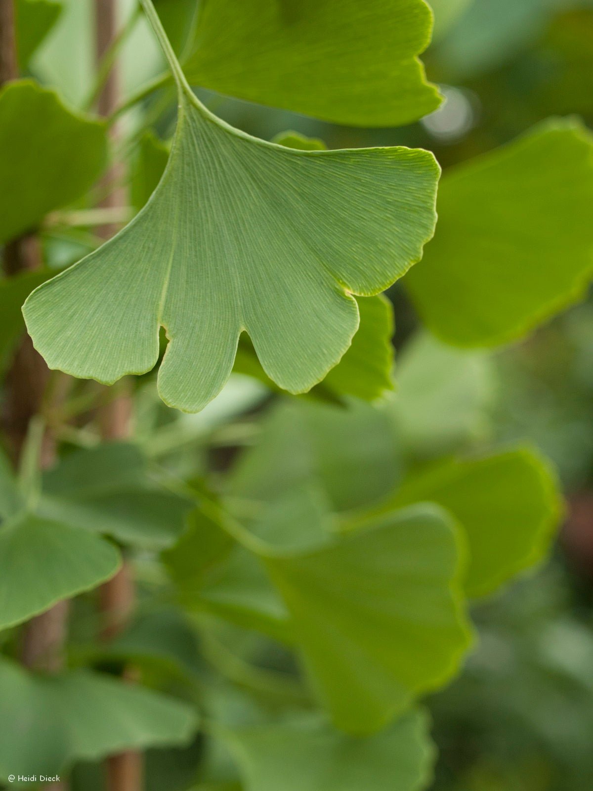 Ginkgo biloba 'King of Dongting' - Herrenkamper Gärten - Pflanzenraritäten