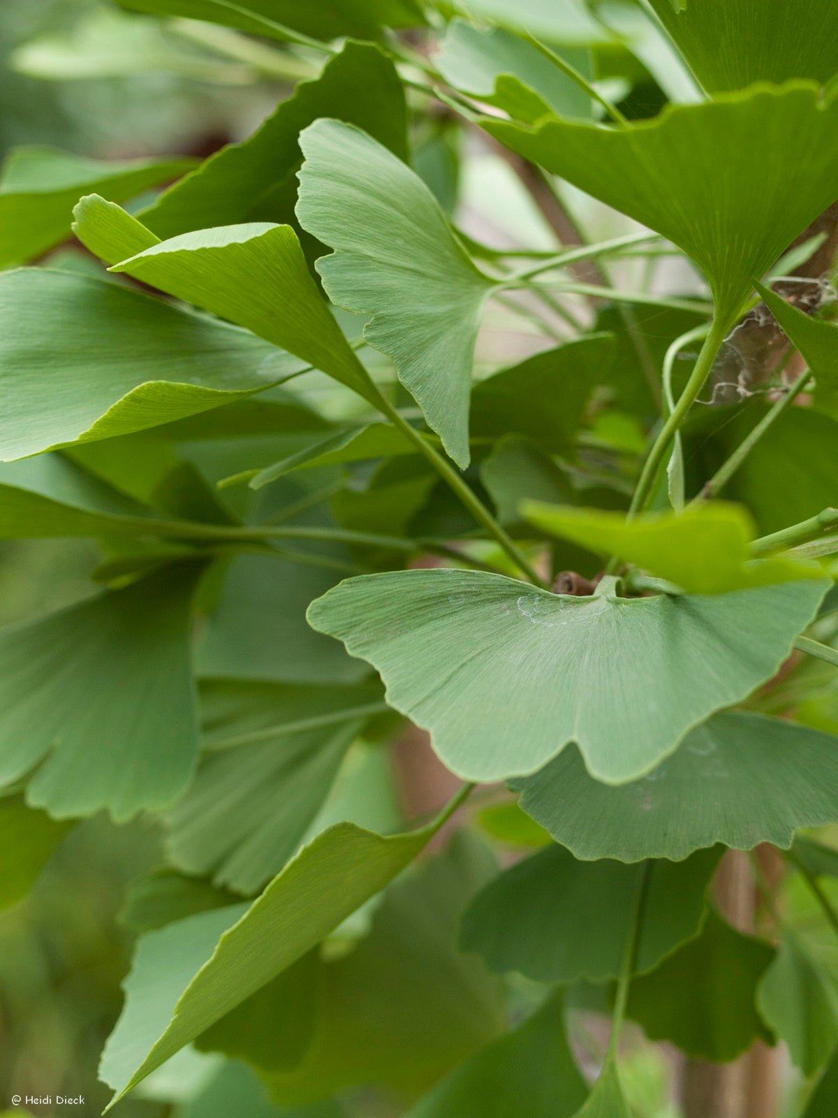 Ginkgo biloba 'King of Dongting' - Herrenkamper Gärten - Pflanzenraritäten