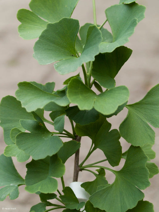 Ginkgo biloba 'Kitsi' - Herrenkamper Gärten - Pflanzenraritäten